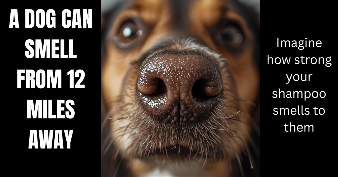 A Dog’s Nose Knows: Why Artificial Fragrances and Alcohol Don’t Belong in Pet Products