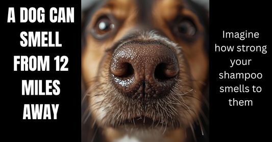 A Dog’s Nose Knows: Why Artificial Fragrances and Alcohol Don’t Belong in Pet Products