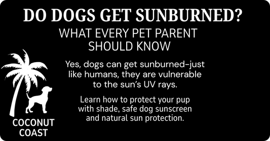 Do Dogs Get Sunburned? What Every Pet Parent Should Know
