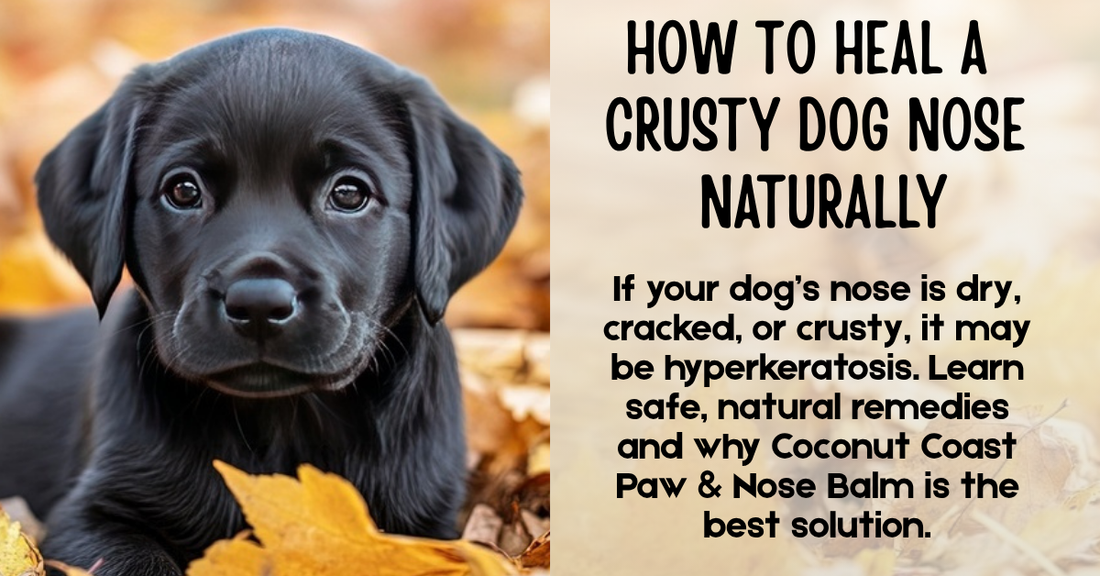 How to Heal a Crusty Dog Nose Naturally