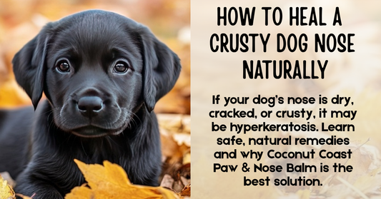 How to Heal a Crusty Dog Nose Naturally