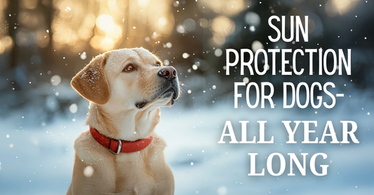 How to Protect Your Dog’s Skin from the Sun All Year Long