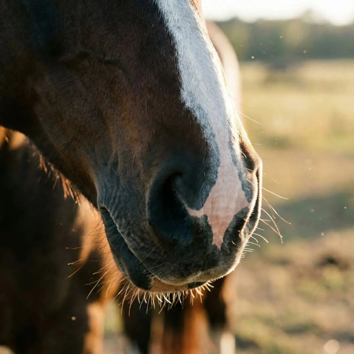 Coconut Coast Horse Sunscreen Stick – Mineral UVA/UVB Protection – 2.2 oz Coconut Coast