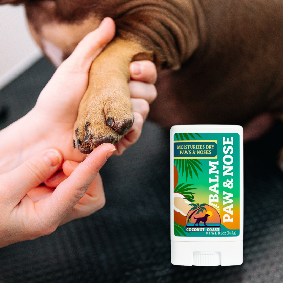 Owner touching dog’s paw with Coconut Coast Paw & Nose Balm mini—moisturizes and protects dry paws and noses.