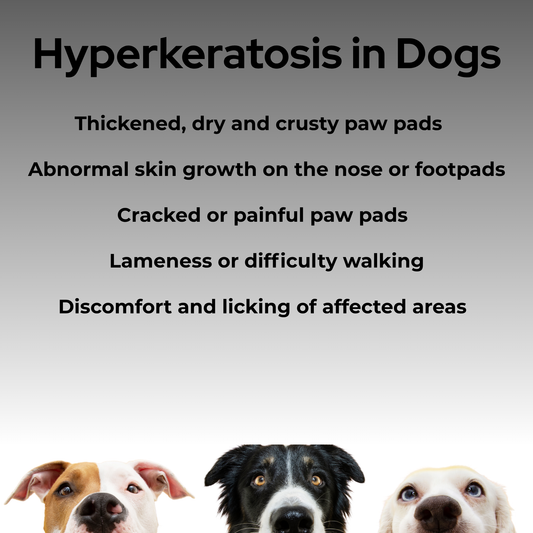 Coconut Coast Paw and Nose Balm 0.5 oz travel stick for dogs, all-natural solution for hyperkeratosis, dry cracked paw pads, and crusty noses