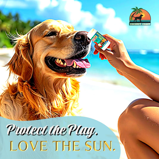 Golden retriever on the beach with owner applying Coconut Coast Dog Sunscreen Stick – natural lick-safe sun protection for dogs